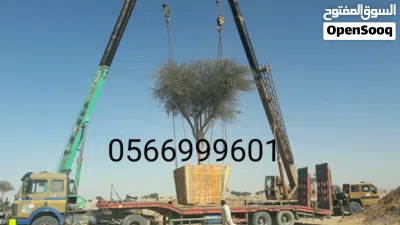 قلع الاشجار البرية وزيتون واعمال النخيل 2