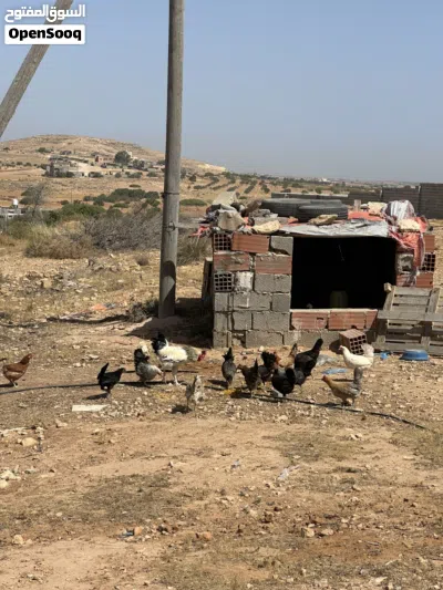 14 دجاجه وديك 4