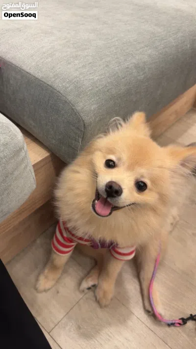 Pomeneranian 5 months vaccinated 2
