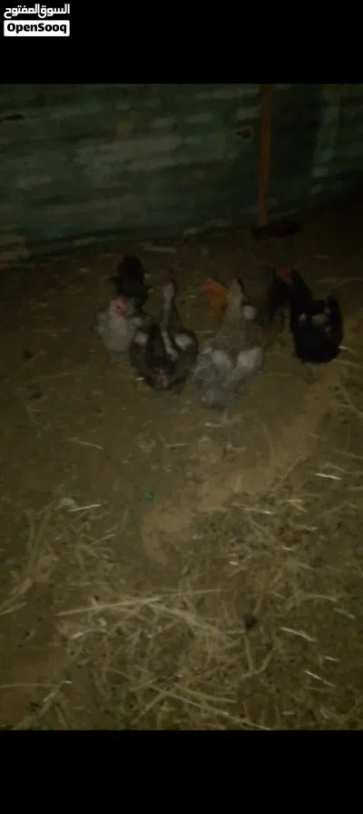 دجاج بلدي بياض 3