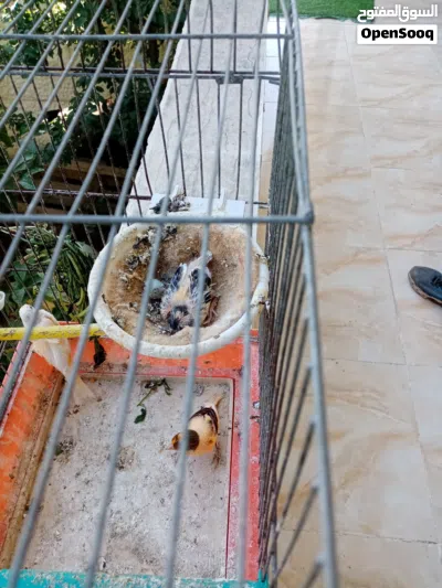 جوز كنار مع الفرخ 2