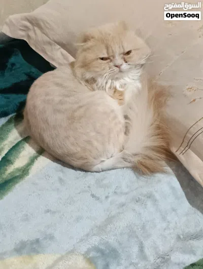 قط للتبني لوجه الله بدون مقابل 2