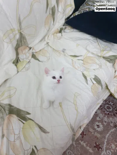 cute kittens for sale 4