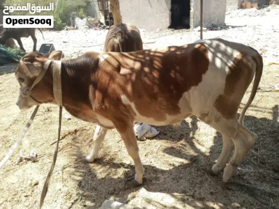 عجول عراقيه سمان شرط الصحه يفيد رباط يفيد ذبح 4