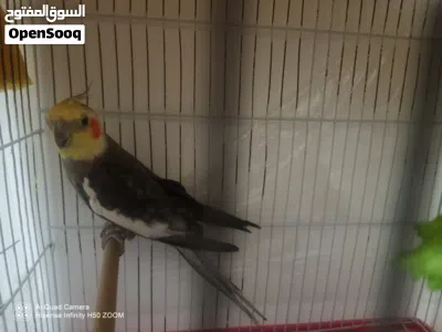 ذكر كوكتيل 2