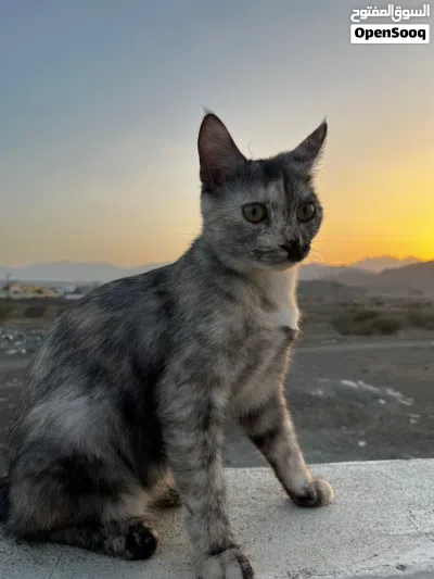 قطة للتبني. 2