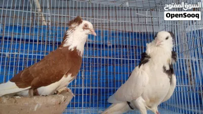 طير كشكي انثا توا جاهزه وذكرين حب الرمان وزوج بحيني 4