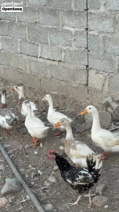 للبيع بط عماني منتج و يجلس على البيض تفقيس طبيعي 2