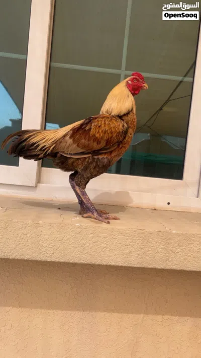 ديج باكستاني 2
