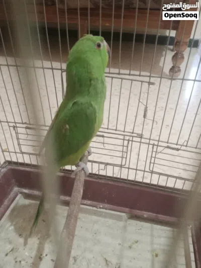 ببغاء دره مع قفص 3