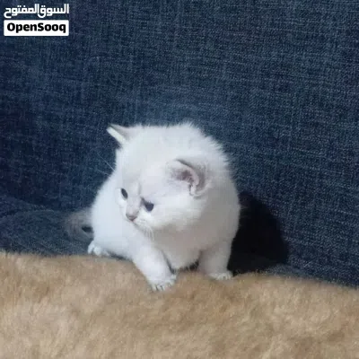قطط انثى وذكر جولد ستريت للبيع 2
