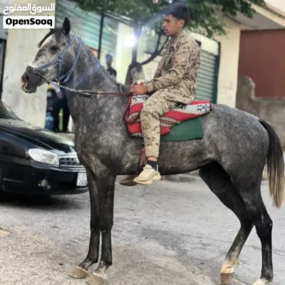 مهره انقليزيه نخب اول 2