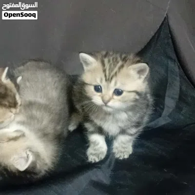 قطط انثى وذكر جولد ستريت للبيع 4