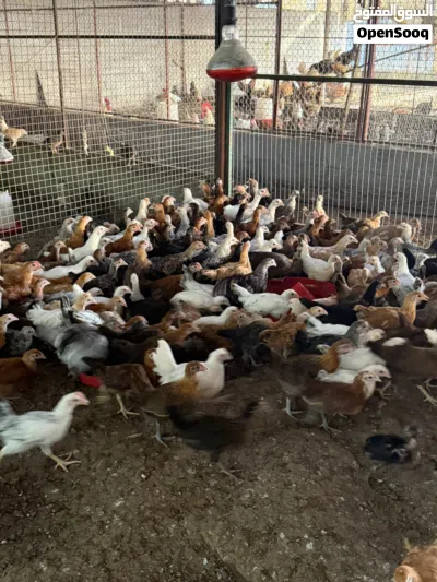 للبيع دواجن محلية بصحة عالية جداً عمر شهرين ونص 2