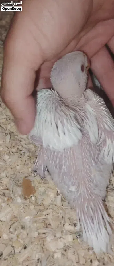 فرخ ببغاء دره البينو 28 يوم بصحه جيده (نادر) 4