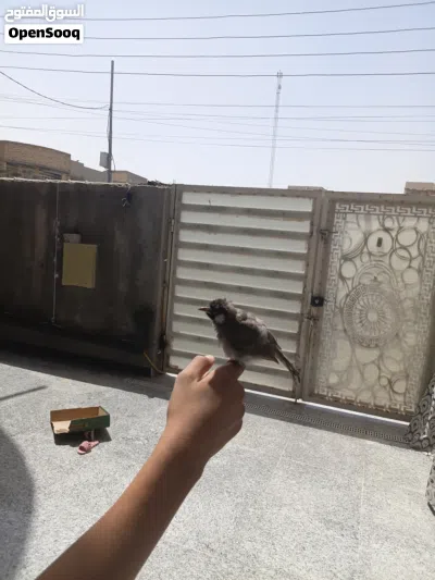 بلبل ربه طينه يطلع خارج المنزل وتصيحله يجيك مخرجه عله بلبل وحشي طور مخلف ستوه بده يصبغ 4
