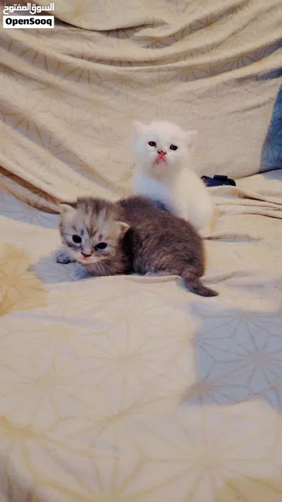 Persian cat 3