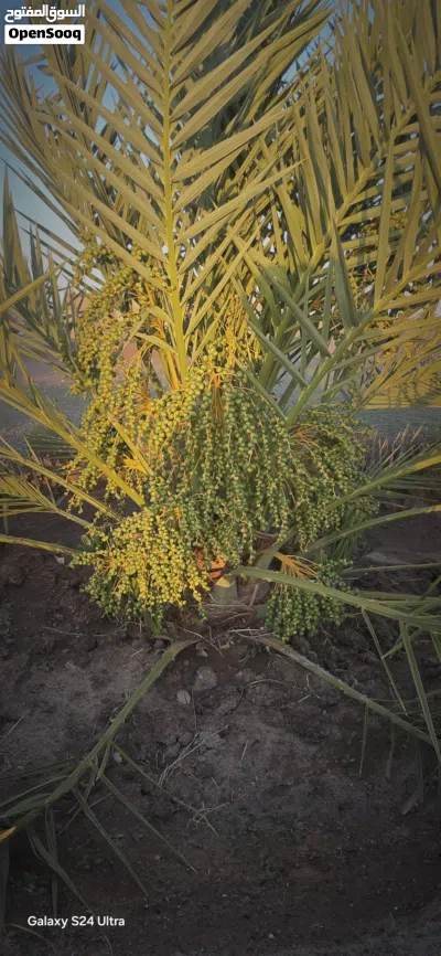 مزرعه لبيع في عبري الجفره 2