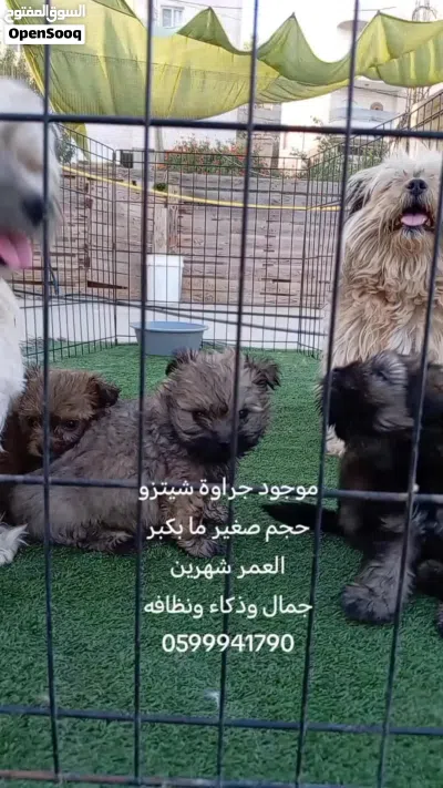 كلاب مالتيز حجم صغير ما بكبر 2