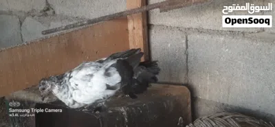 زوج شماسي (هنداوي ) 3
