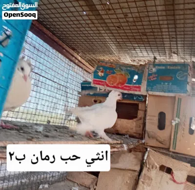 لي البيع او البدل باناث شمسيات مجموعه من الحمام 2