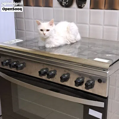 قط ذكر شيرازي للتبني مجانا 2