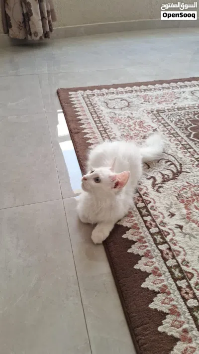 قط شيرازي من أصل 4