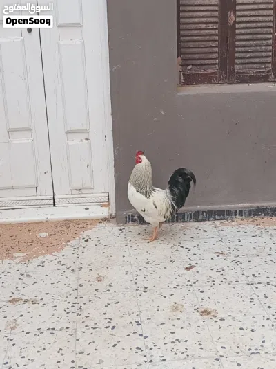 دجاج سايكس 3