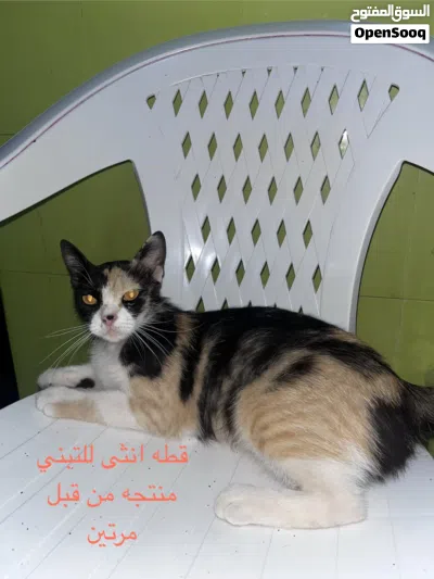 undefined 4