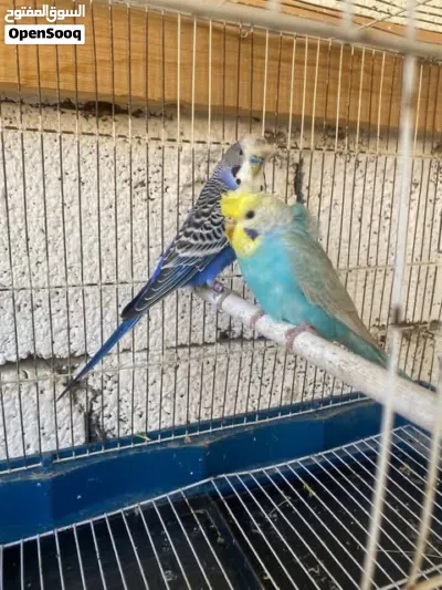 جوز بقلينو مشوش متوفر ريش مصراته بي جنب جزيره قراره 2
