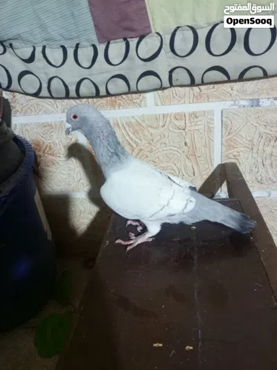 طير حمام للبيع 3