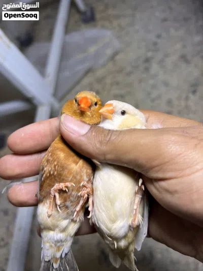 جوز فل اورنج 2