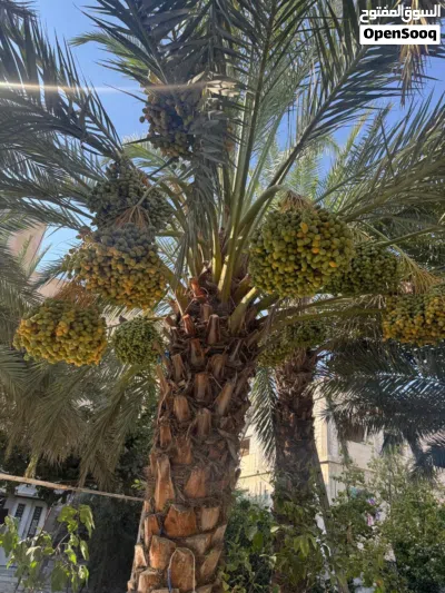 عمارة للبيع مع بستانها 3