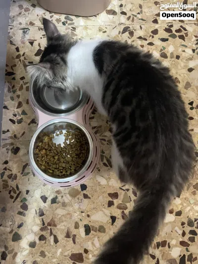 قطة للتبني مجاني 3