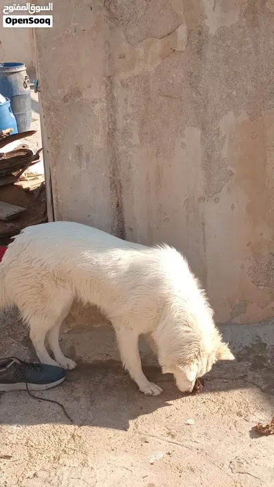 للبيع سعر عرض 2