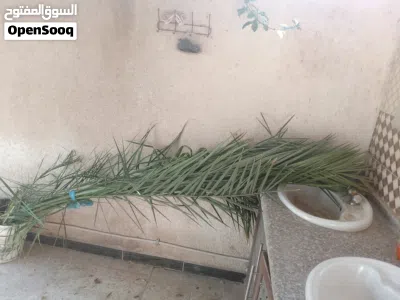 شجرة نخيل تمر 3