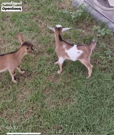 pqme goat for sale 3