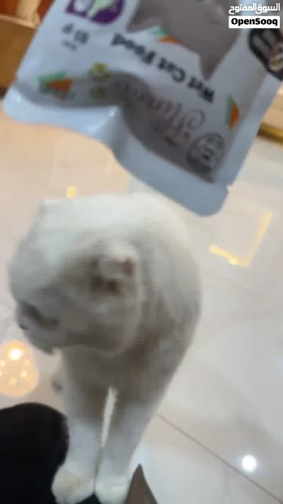 قطو ذكر للبيع 2