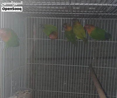 للبيع فيشر محلي الأخضر التفاصيل تحت في صندوق الوصف 3