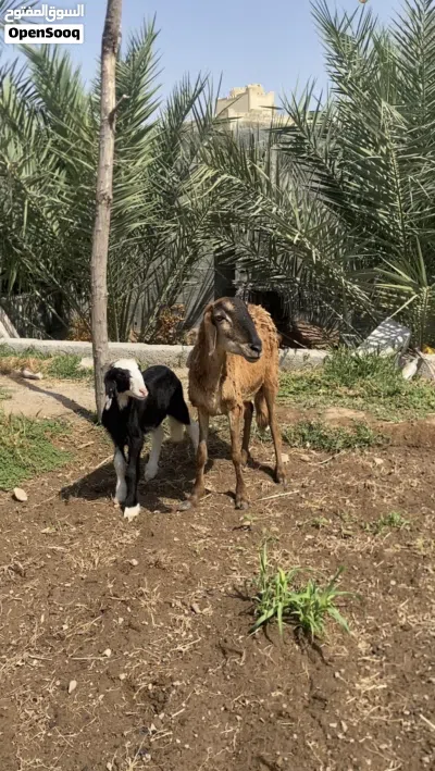 جاعده سودانيه تحته كبش فرصه الي يبغا حال تربيه 3