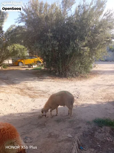 عندي اخروف ربي يبارك للبيع اذكرو الله 4