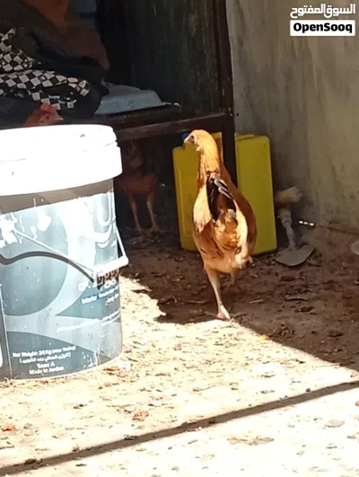 دجاج بعمر 4-5 شهور 4