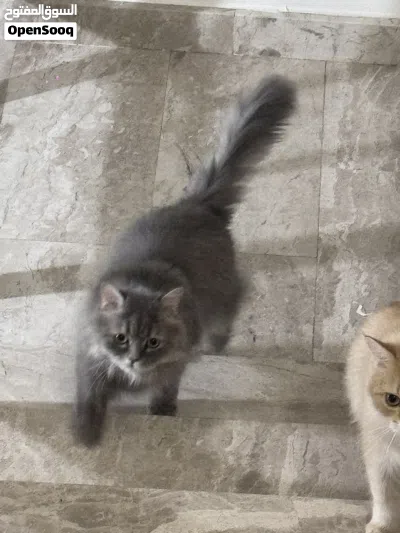 Male cat for sell 4
