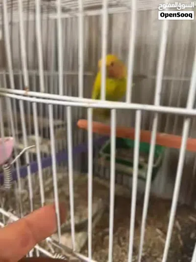 انتثي بركديلو روز للبيع أو لتبديل عادي 4