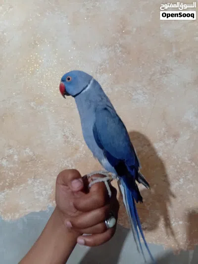 فحل دره ازرق فاله ابو فراخ شغال بخربط حكي ويسفر بطلع اصوات لعوب ريش كامل ذيل كامل محجل اليف بالصلاه 3