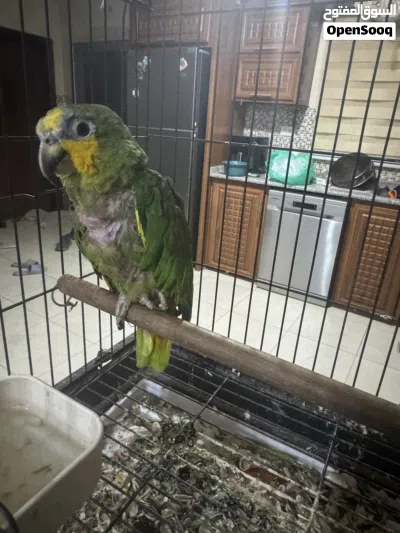 ببغاء أمازون اورانج وينج 3