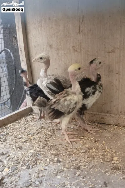 زوجين افراخ ابو ركيبه. العمر شهر. صحه فول 3
