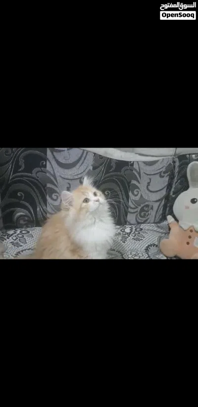 حيوانات للبي.. 3