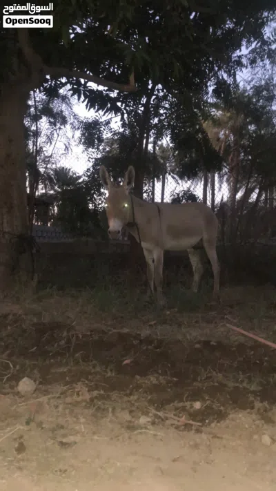ابتاع ًًًًًًننن 3
