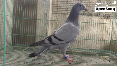 السلام عليكم للبيع فرخ زاجل بعده ماطاير 2